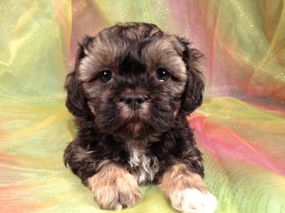 Puppies for sale Iowa Breeder Shipping available $150 Lhasa Bichons
